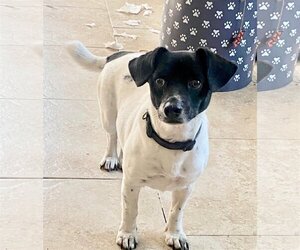 Bullet - Male Dorgi Dog for Adoption - Photo #2