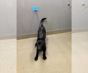 Labrador Retriever-Unknown Mix Dogs for adoption in Las Vegas, NV, USA