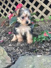 Medium Yorkshire Terrier