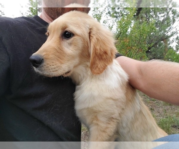 Medium Photo #4 Golden Retriever Puppy For Sale in PEYTON, CO, USA
