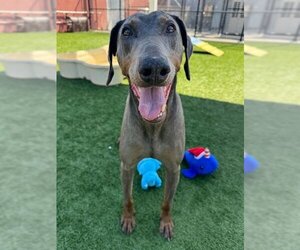 Doberman Pinscher Dogs for adoption in San Francisco, CA, USA