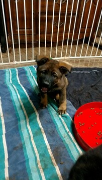 Medium Photo #9 German Shepherd Dog Puppy For Sale in MC DONOUGH, GA, USA
