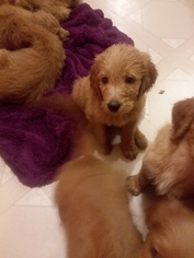 Goldendoodle Puppy for sale in GUILFORD, IN, USA