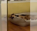 Small #2 Mutt
