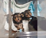 Small Photo #2 Yorkshire Terrier Puppy For Sale in BAYONNE, NJ, USA