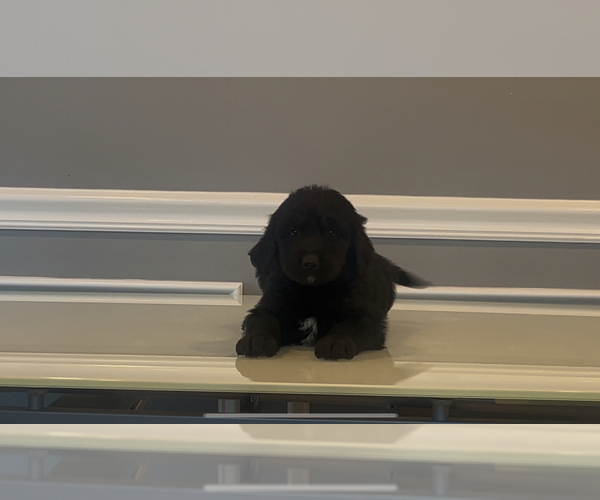 Medium Photo #25 Bernedoodle-Labradoodle Mix Puppy For Sale in MILFORD, NJ, USA