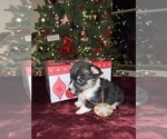 Puppy Blitzen Pembroke Welsh Corgi