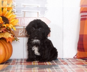 Poovanese Puppy for sale in BEL AIR, MD, USA