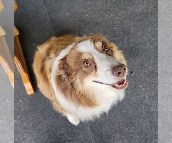 Medium Photo #3 Australian Shepherd-Unknown Mix Puppy For Sale in Sandy, UT, USA