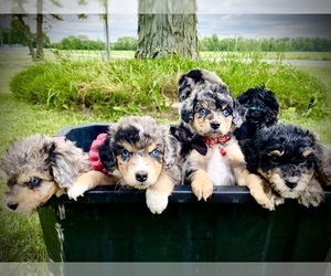 Aussie-Poo-Miniature Bernedoodle Mix Litter for sale in FORTVILLE, IN, USA