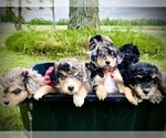 Image preview for Ad Listing. Nickname: Litter of 6