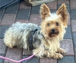Gidget - Female Yorkshire Terrier Puppy for Sale - Photo #7
