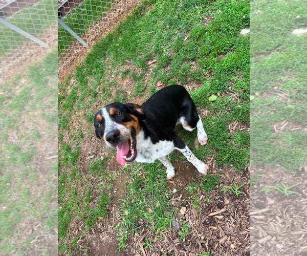 Medium Photo #2 Mutt Puppy For Sale in Martinsburg, WV, USA
