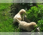 Small Photo #2 Goldendoodle Puppy For Sale in SAN JOSE, CA, USA
