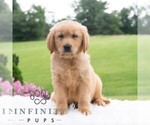 Small #3 Golden Retriever