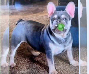 Father of the French Bulldog puppies born on 03/22/2026