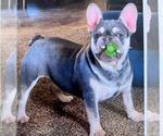 Small Photo #1 French Bulldog Puppy For Sale in NARVON, PA, USA