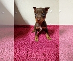 Small Photo #1 Miniature Pinscher Puppy For Sale in NOCONA, TX, USA