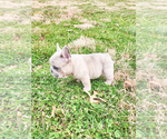 Small Photo #2 French Bulldog Puppy For Sale in MARYSVILLE, WA, USA