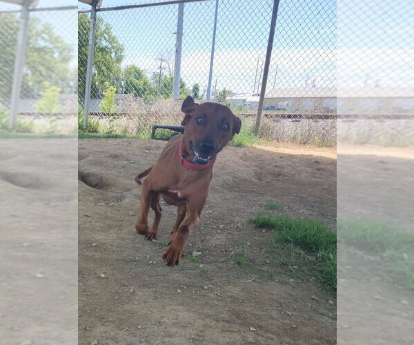 Medium Photo #4 Mutt Puppy For Sale in Evansville, IN, USA