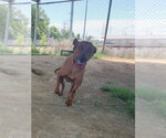 Small #3 Mutt