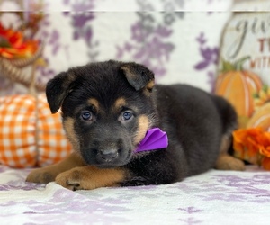 German Shepherd Dog Puppy for sale in LANCASTER, PA, USA
