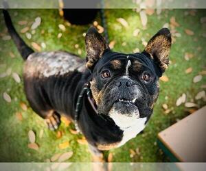 Free-Lance Bulldog Dogs for adoption in Orlando, FL, USA