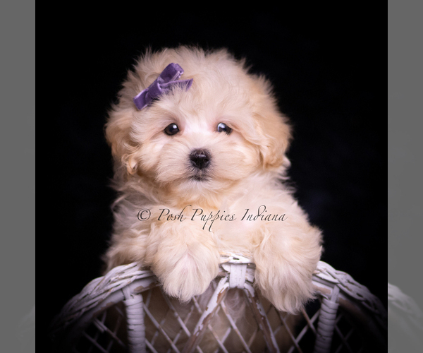 Medium Photo #6 Maltipoo (Miniature) Puppy For Sale in WARSAW, IN, USA