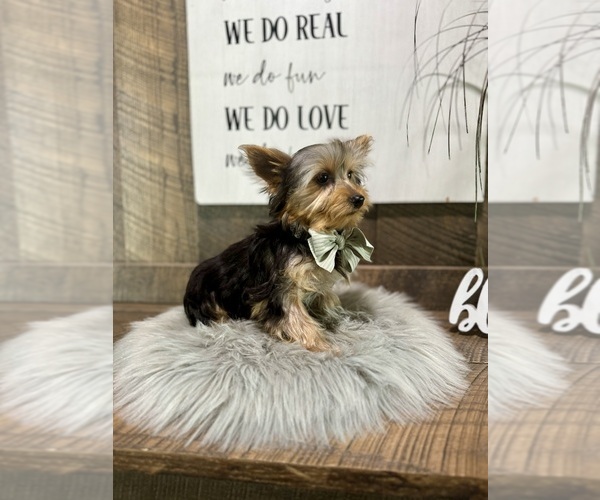 Medium Photo #3 Yorkshire Terrier Puppy For Sale in NAPPANEE, IN, USA
