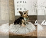 Small #2 Yorkshire Terrier