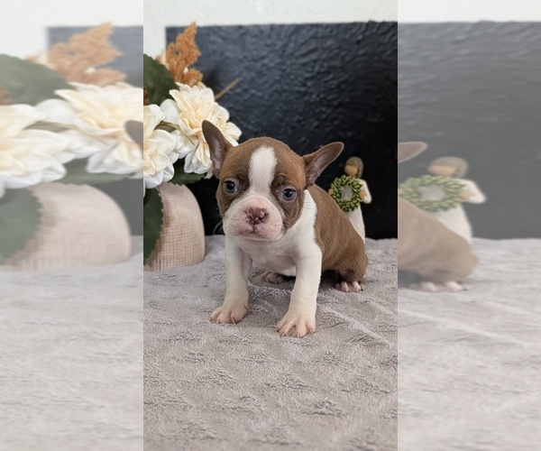 Medium Photo #10 Boston Terrier Puppy For Sale in GOSHEN, IN, USA