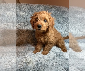 Cavalier King Charles Spaniel-Poodle (Toy) Mix Puppy for Sale in CANON CITY, Colorado USA