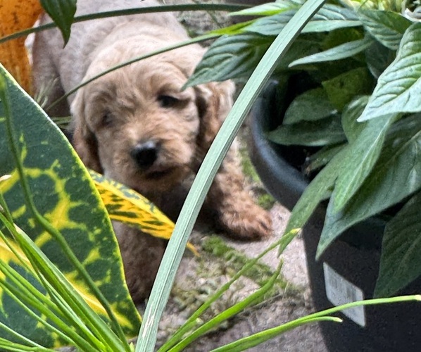 Medium Photo #5 Goldendoodle (Miniature) Puppy For Sale in CAMBRIDGE, MN, USA