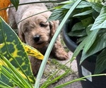 Small #4 Goldendoodle (Miniature)