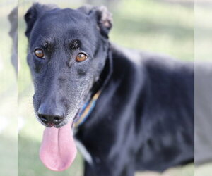 Labrador Retriever Dogs for adoption in San Antonio, TX, USA