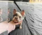 Small Photo #9 French Bulldog Puppy For Sale in STOCKTON, CA, USA
