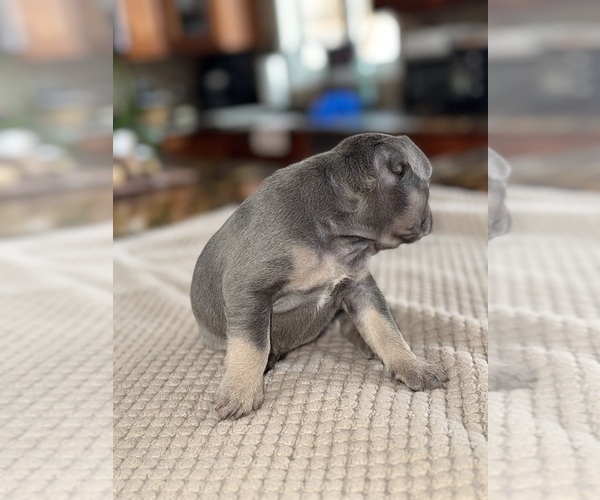 Medium Photo #79 French Bulldog Puppy For Sale in HILTON, NY, USA