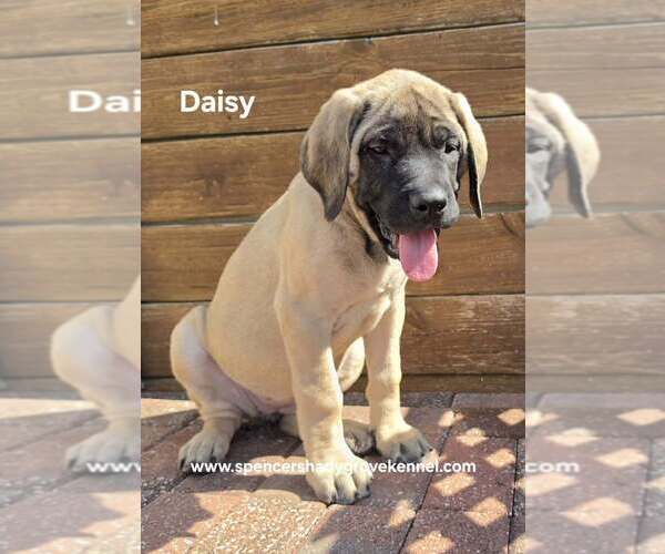 Medium Photo #3 Mastiff Puppy For Sale in CABOOL, MO, USA