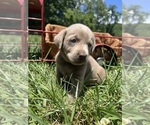 Small #6 Labrador Retriever