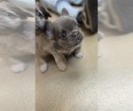 Pibble - Male French Bulldog Puppy for Sale - Small photo