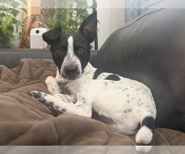 Medium Photo #5 Jack Russell Terrier-Unknown Mix Puppy For Sale in The Woodlands, TX, USA
