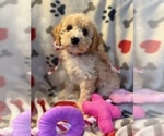 Puppy Comet Cavapoo