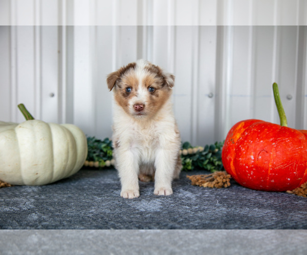 Medium Photo #2 Australian Shepherd Puppy For Sale in CAMDEN, MI, USA