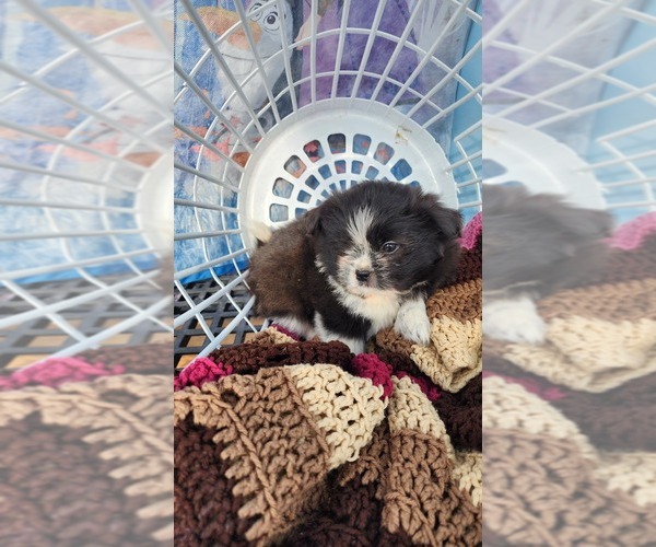 Medium Photo #8 Shiranian Puppy For Sale in GREENWOOD, WI, USA