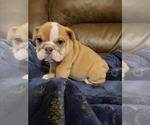 Puppy Puppy 1 Bulldog