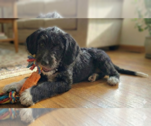 Beagle-Poodle (Standard) Mix Dogs for adoption in Grovertown, IN, USA