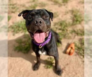 American Bulldog-Unknown Mix Dogs for adoption in Fort Collins, CO, USA