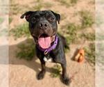 Small American Bulldog Mix