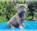 Puppy 2 French Bulldog