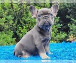 Puppy 3 French Bulldog